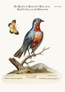 The Cock Purple-breasted Manakin、1749-73